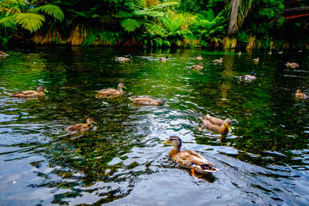 Beautiful shots of nature. Mallards swimming on a river in park , Christchurch, New Zealandの写真素材