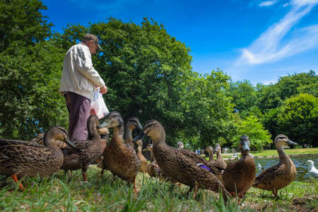 Christchurch, New Zealand â December 18th, 2017 : An elderly man feeds ducks and seagulls on the shore of a lake in Christchurch Botanic Garden , New Zealand.のeditorial素材