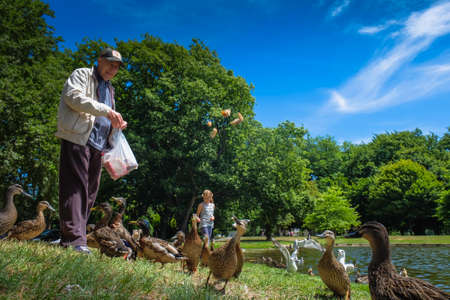 Christchurch, New Zealand â December 18th, 2017 : An elderly man feeds ducks and seagulls on the shore of a lake in Christchurch Botanic Garden , New Zealand.のeditorial素材