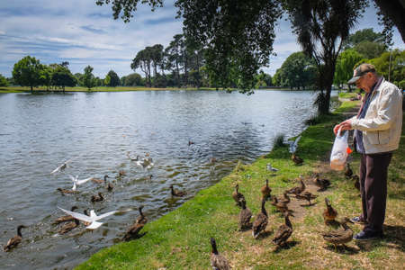 Christchurch, New Zealand â December 18th, 2017 : An elderly man feeds ducks and seagulls on the shore of a lake in Christchurch Botanic Garden , New Zealand.のeditorial素材