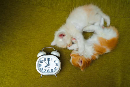 Portrait of kittens  sleeping with white alarm clock on the sofa.の写真素材