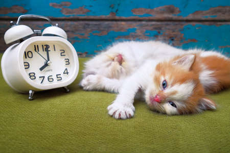 Portrait of kittens  sleeping with white alarm clock on the sofa.の写真素材