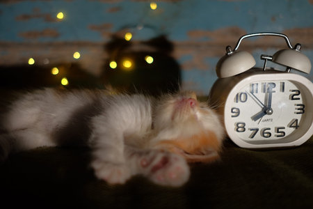 Portrait of kittens  sleeping with white alarm clock on the sofa.