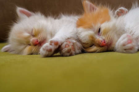 Cute white and yellow  kitten sleeping on the sofa in the house. Soft focusの写真素材