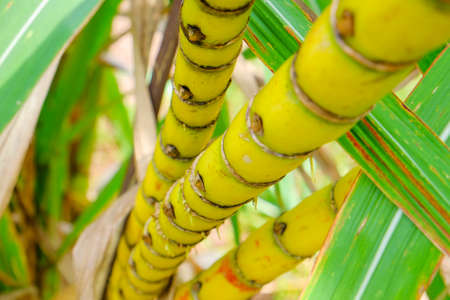 Sugar cane sugar cane closeupの写真素材