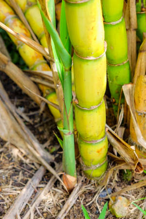 Sugar cane sugar cane closeupの写真素材