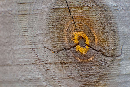 The surface of the wood , the beautiful  bark is used as a natural background.の写真素材