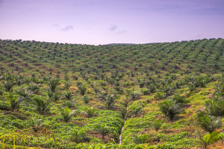 View of palm plantation at east asia.