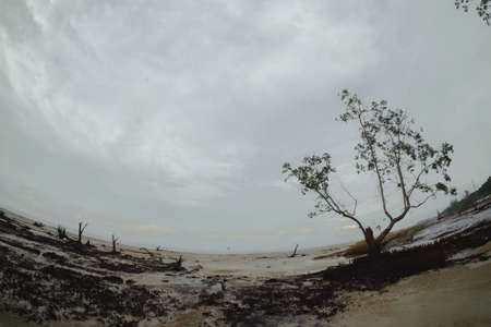 Mangroves Forest along the beach in  Kelanang Beach, Malaysia. Stilt or prop roots system of mangrove.の写真素材