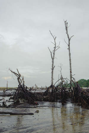 Mangroves Forest along the beach in  Kelanang Beach, Malaysia. Stilt or prop roots system of mangrove.の写真素材