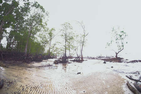 Mangroves Forest along the beach in  Kelanang Beach, Malaysia. Stilt or prop roots system of mangrove.の写真素材