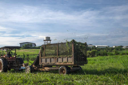 Muadzam Shah, Malaysia  Disember 6th  , 2017 :  Tractor mowing pasture for silage at The First Dairy Farm Sdn Bhd, Muadzam Shah, Pahang, Malaysia.のeditorial素材