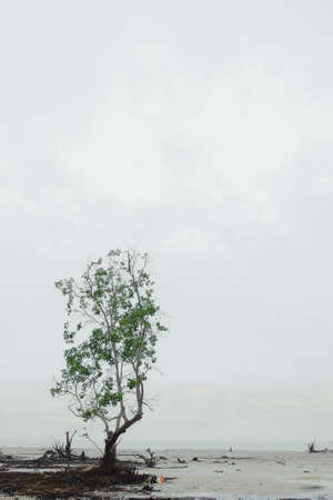 Mangroves Forest along the beach in  Kelanang Beach, Malaysia. Stilt or prop roots system of mangrove.の写真素材