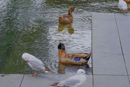 Beautiful shots of nature. Seagulls and Mallards on a river in park , Christchurch, New Zealandの写真素材