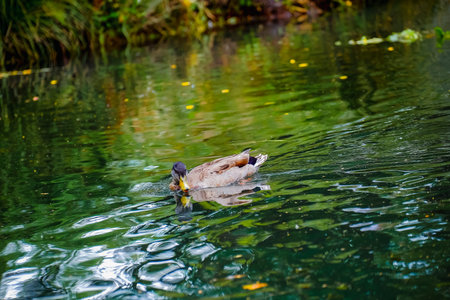 Beautiful shots of nature. Mallards swimming on a river in park , Christchurch, New Zealand