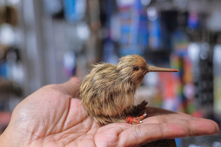 CHRISTCHURCH , NEW ZEALAND - DECEMBER 19th ,2017 : Man holding kiwi souvenir for sale in DF Souvenir.のeditorial素材