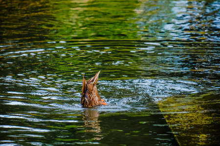 Mallard duck head down in a river taking a bath.の写真素材