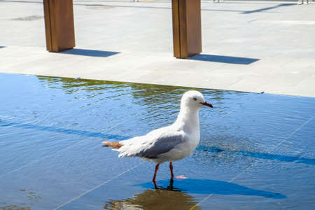 Seagulls are bathing in the fountain in Christchurch, New Zealandの写真素材