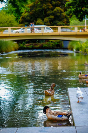 Beautiful shots of nature. Seagulls and Mallards on a river in park , Christchurch, New Zealandの写真素材