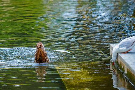 Mallard duck head down in a river taking a bath.の写真素材