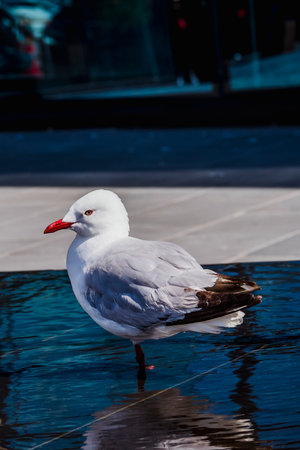 Seagulls are bathing in the fountain in Christchurch, New Zealandの写真素材