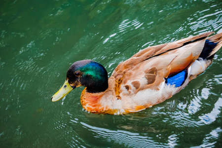 Beautiful shots of nature. Mallards swimming on a river in park , Christchurch, New Zealandの写真素材