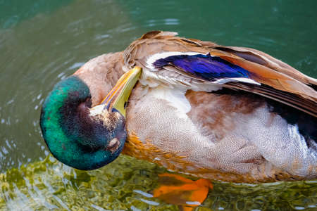 Beautiful shots of nature. Mallards swimming on a river in park , Christchurch, New Zealandの写真素材