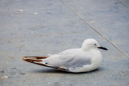 Relaxing seagull sit on concrete slab , Christchurch  Cityの写真素材