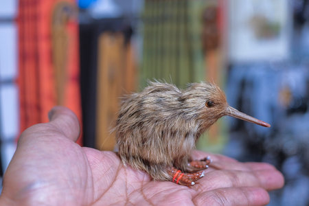 CHRISTCHURCH , NEW ZEALAND - DECEMBER 19th ,2017 : Man holding kiwi souvenir for sale in DF...