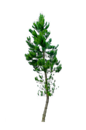 Pine tree on white backgroundの写真素材