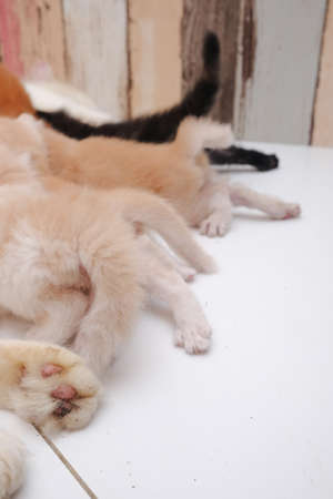 Mother cat breastfeeding little kittens on the floorの写真素材