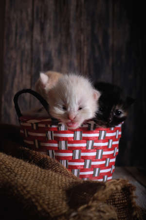 Three  kittens  in basket on wooden bacgroundの写真素材