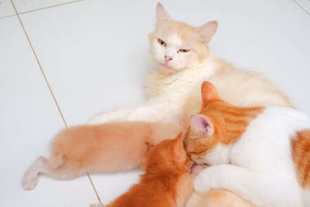 Mother cat breastfeeding little kittens on the floorの写真素材