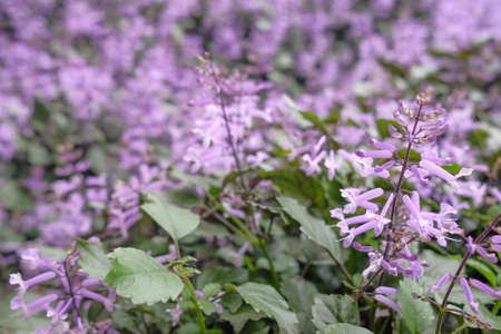 Lavender farm in Cameron Highlands, Malaysiaの写真素材