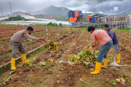 Cameron Highland , Malaysia - December 12th , 2018 : Unidentified farmers  clean the cabbage fields after harvesting Cameron Highland, Malaysia.のeditorial素材