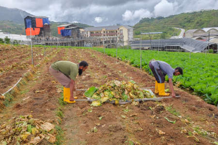 Cameron Highland , Malaysia - December 12th , 2018 : Unidentified farmers  clean the cabbage fields after harvesting Cameron Highland, Malaysia.のeditorial素材