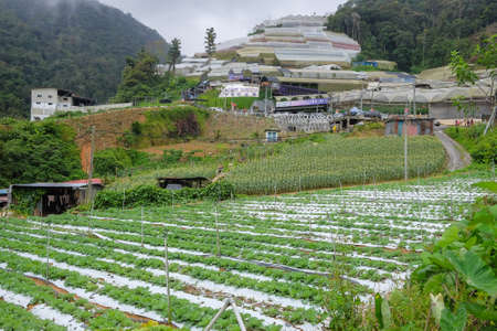 Landscape view of a freshly growing cabbage field.のeditorial素材