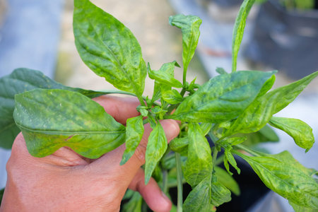 Chilli mosaic virus (CMV) is common disease of chilli. The leaves turned to unequal yellowish green.