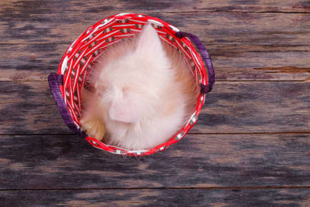 Cute little kitten sitting in a basket on the wooden backgroundの写真素材