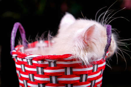 Cute little kitten sitting in a basket on the wooden backgroundの写真素材