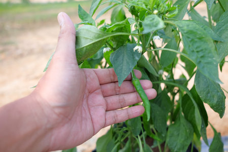 Man hold chili tree in farm with modern system use poly bag , poly pipe and fartigation system.