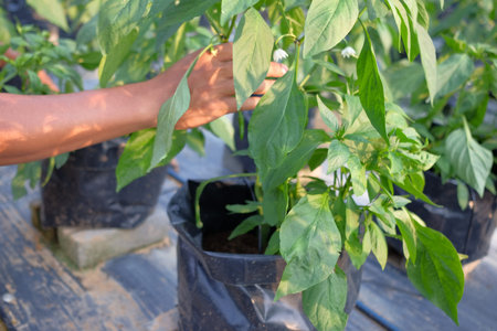 Man hold chili tree in farm with modern system use poly bag , poly pipe and fartigation system.