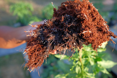 Men hold the pepper trees that have been infected with the disease Chilli mosaic virus (CMV) is...