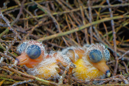 New hatch baby bird sleeping in nest in selective focus