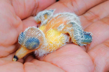 New hatch baby bird sleeping in hand  in selective focusの写真素材