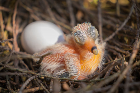 Egg and newborn babies hatch in the nest