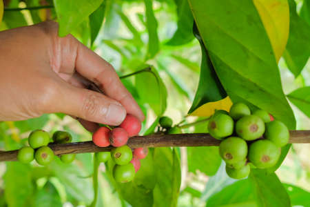 Hand picking red coffee beans on coffee tree in farmの写真素材