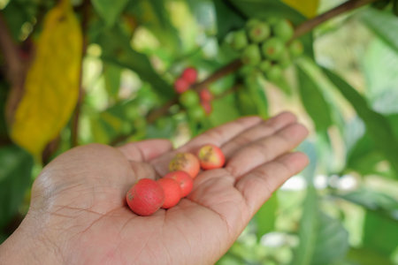 Closeup of coffee beans fruit on tree in farmer hand