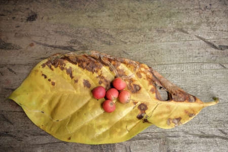 Fresh organic red coffee beans and the coffee leaf on the wooden table .の写真素材