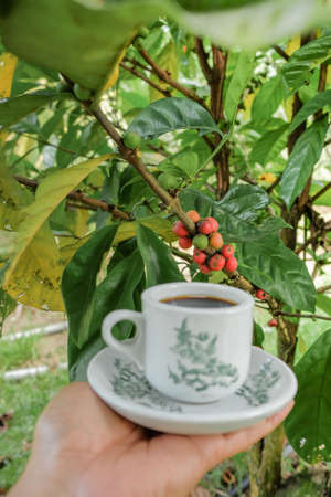 Man holding a vintage cup of hot coffee  with fresh organic green and red coffee beans with coffee tree as background. .の写真素材